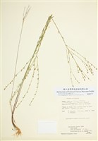 藏品(德州亞麻)的圖片